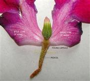  Petal Wings (base) and Young capsule